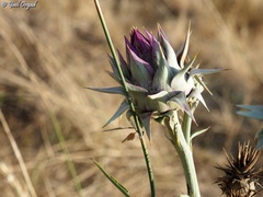 Cynara syriaca