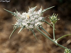 Exoacantha heterophylla