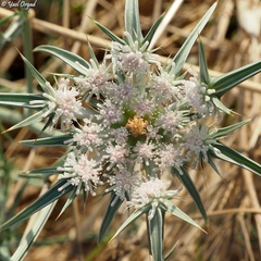 Exoacantha heterophylla