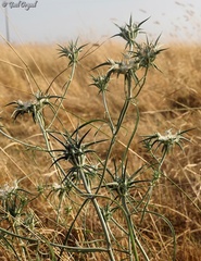 Exoacantha heterophylla