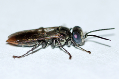 Tachysphex terminatus