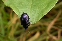 Chrysomelidae