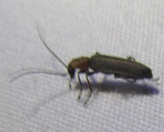 Oxycopis