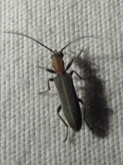 Oxycopis