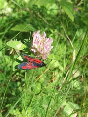 Zygaena osterodensis