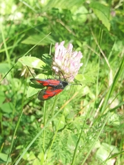 Zygaena osterodensis