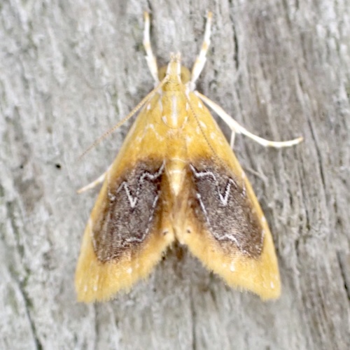 Glaphyria cappsi