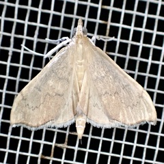 Sericoplaga externalis