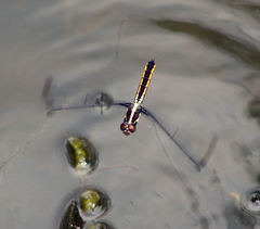 Libellula incesta