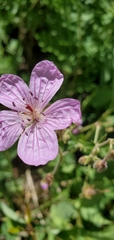 Geranium viscosissimum viscosissimum