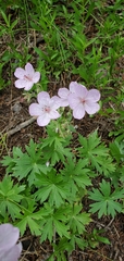 Geranium viscosissimum viscosissimum