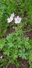 Geranium viscosissimum viscosissimum
