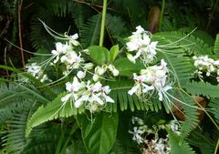 Clerodendrum umbellatum