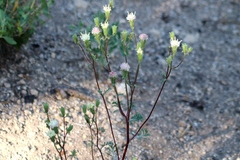 Chaenactis douglasii