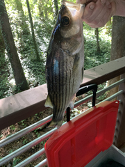 Morone chrysops × saxatilis