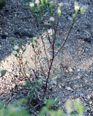 Chaenactis douglasii