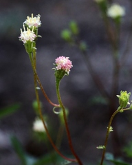 Chaenactis douglasii