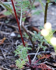 Chaenactis douglasii