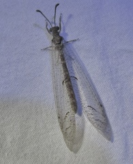 Nemoleontini