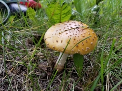 Amanita