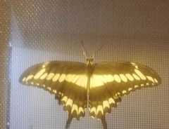 Heraclides ornythion