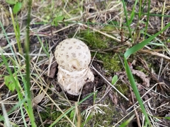 Amanita