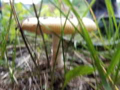 Amanita