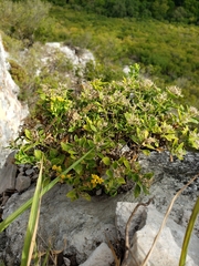 Perityle lindheimeri