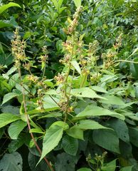 Triumfetta cordifolia