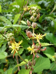 Triumfetta cordifolia