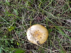Amanita