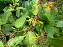 Triumfetta cordifolia