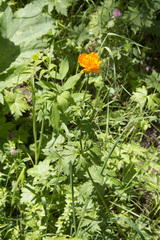 Trollius