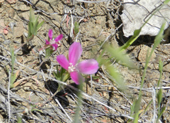Clarkia gracilis sonomensis