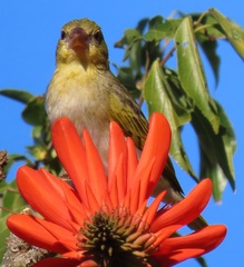 Ploceus subaureus subaureus