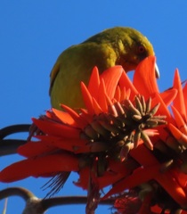 Ploceus subaureus subaureus