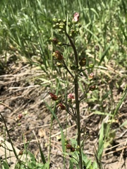 Scrophularia lanceolata