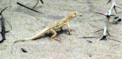 Acanthodactylus