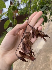 Monilinia laxa