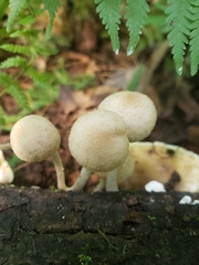 Candolleomyces tuberculatus
