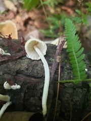 Candolleomyces tuberculatus