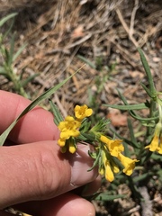 Lithospermum multiflorum