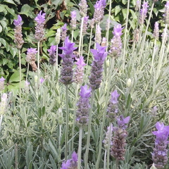 Anthophora californica