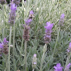 Anthophora californica