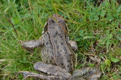 Rana dalmatina