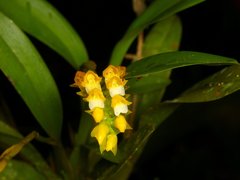 Brassia andina
