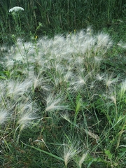 Hordeum jubatum