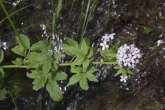 Cardamine macrophylla