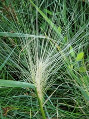 Hordeum jubatum