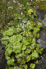 Micranthes nelsoniana aestivalis